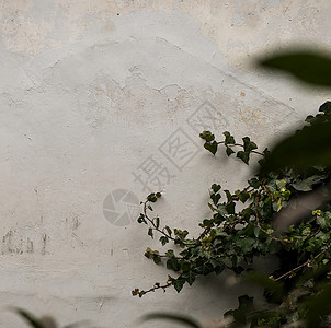 建筑肌理墙面植物背景背景