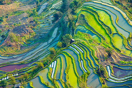 云南茶山云南元阳梯田航拍鸟瞰图背景