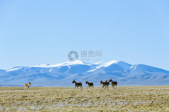 青藏公路边的野驴图片