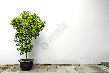 墙面装饰简约植物纯色背景背景