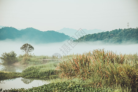 芦苇湖群山的晨雾背景