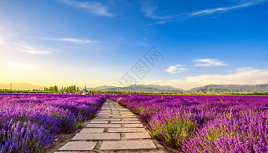 薰衣草庄园薰衣草花圃高清图片