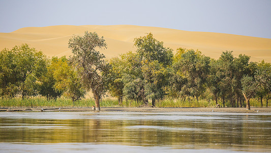 新疆喀纳斯湖新疆胡杨林风光背景