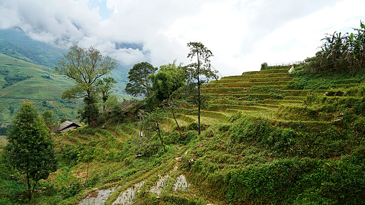 越南沙坝山地梯田图片