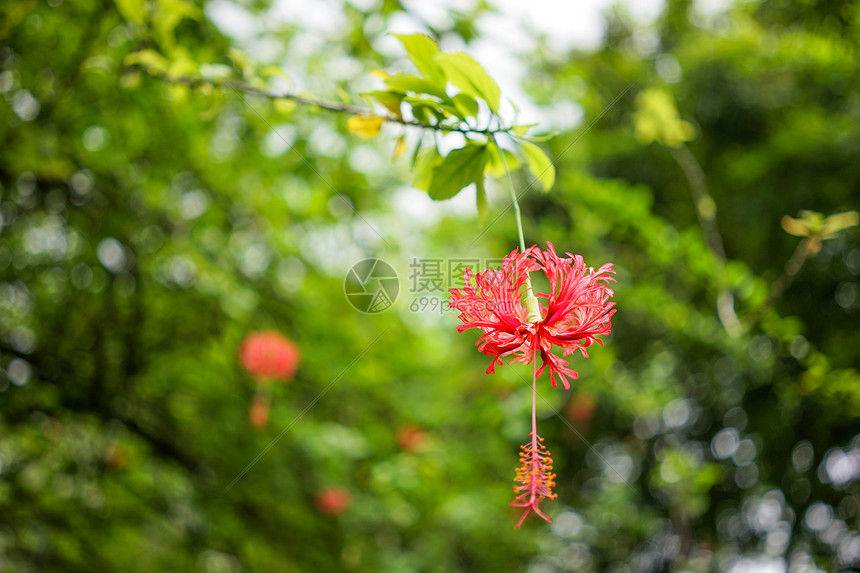 夏天红花图片