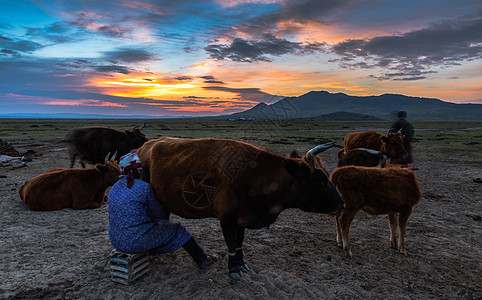 蒙古草原日出天际线 草原放牧图片