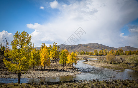 秋天金黄色的树木 图片