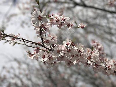 梅花坚强梅花高清图片