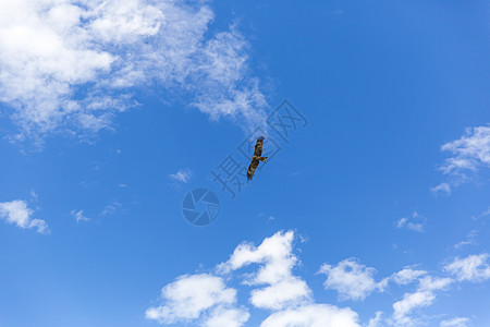 在蓝天下自由自在展翅高飞的雄鹰背景图片