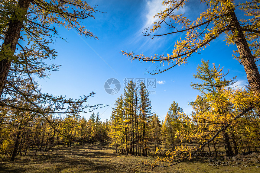 秋天金黄色的树林图片