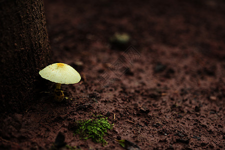 野生菌蘑菇菌菇小景深高清图片