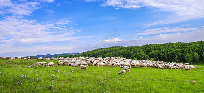 内蒙羔羊草原羊群背景