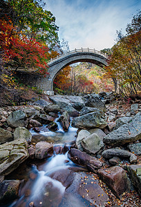 森林公园的秋天灿烂的红叶背景