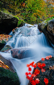 清澈溪水森林公园里的山谷溪水背景