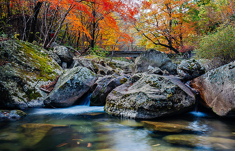 石头溪水森林公园里的山涧山谷溪水和红色枫叶背景