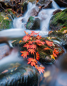 山涧溪水森林公园里的溪水红叶背景