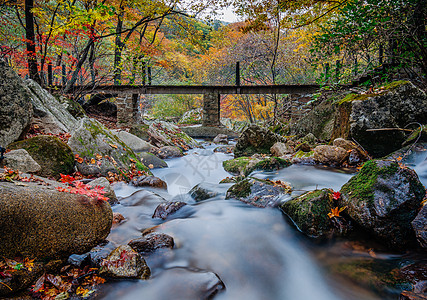 青苔森林森林公园中红叶溪水山谷背景