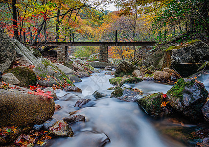 森林公园中红叶溪水山谷  背景图片