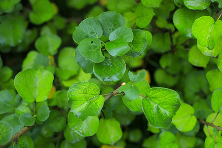 雨后的树叶图片