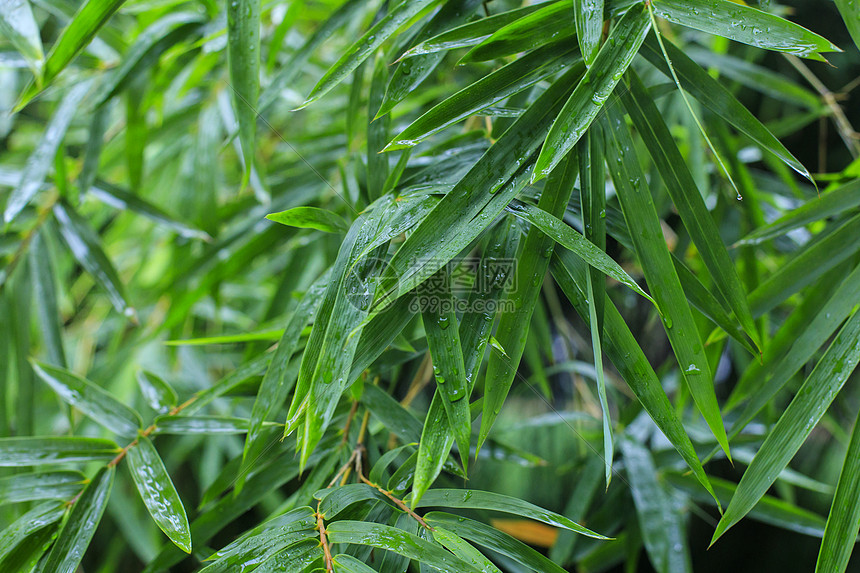 雨后的竹叶图片