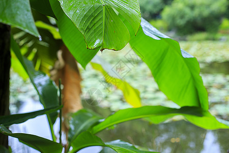 芭蕉叶绿色芭蕉高清图片