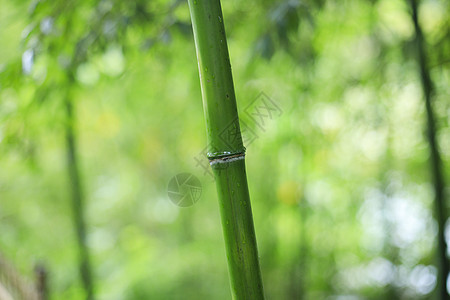 竹林中的竹竿背景图片