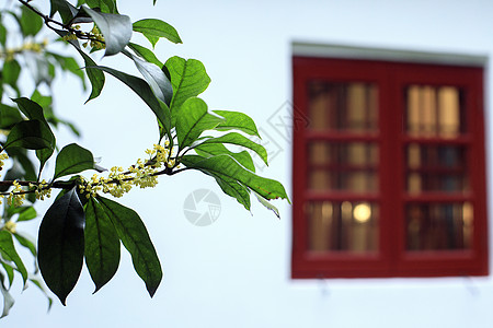 中国风桂花酒坛中国风的桂花背景