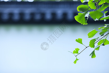 泛黄叶子秋天银杏叶子泛黄背景