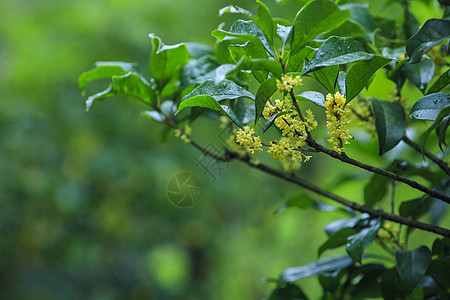 手绘桂花秋天桂花飘香背景