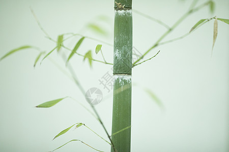 芦苇水墨中国风极简竹子背景