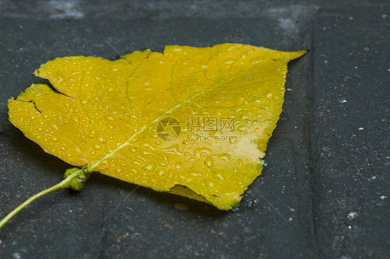 雨中的树叶图片