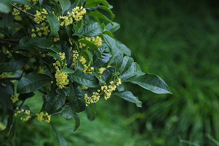 扁平飘香桂花秋天桂花飘香背景