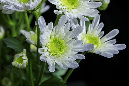 菊花手绘绿植小菊花背景