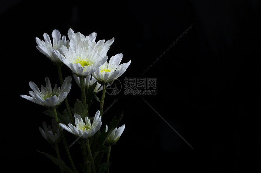 黑色背景前的一束菊花