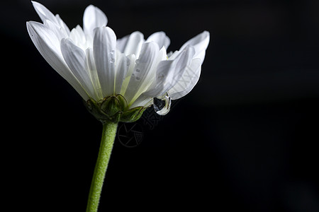 有水珠的白色小菊花背景图片