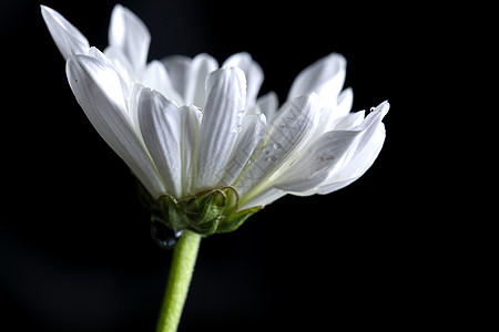 菊花图片