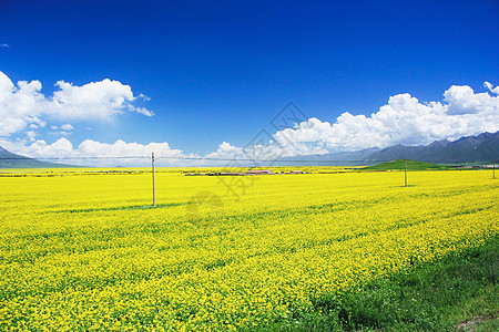 青海门源油菜花高清图片