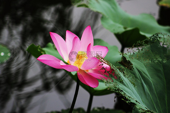 池塘里绽放的粉色荷花图片