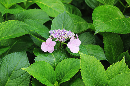 绿色叶子紫色绣球花图片