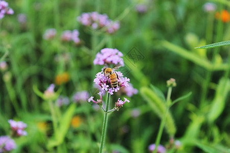 花朵上采蜂蜜的小蜜蜂图片