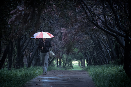 植物与雨伞雨中散步背景