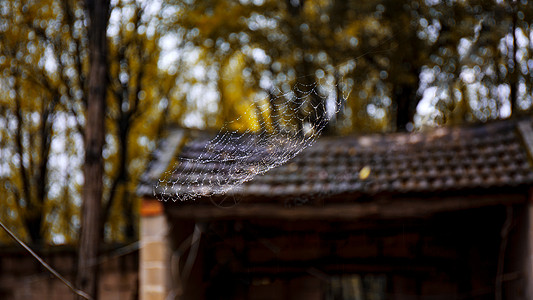 秋天萧瑟秋雨后的蜘蛛网背景