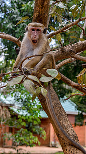 SAFARI国家公园的猴子图片