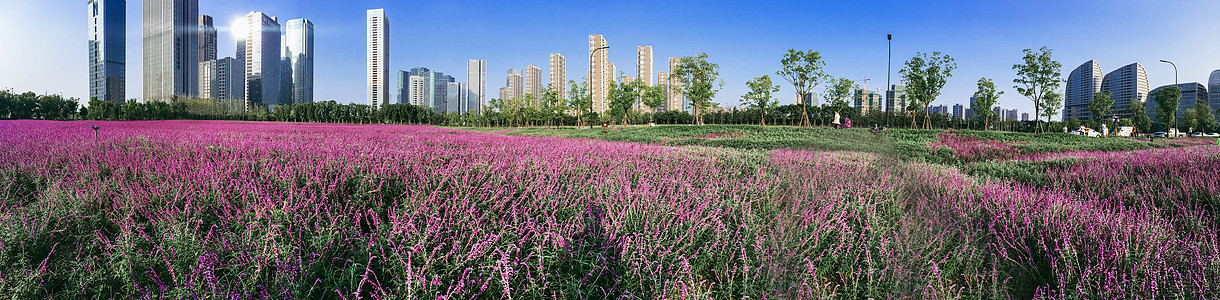 薰衣草庄园与城市高楼全景图片