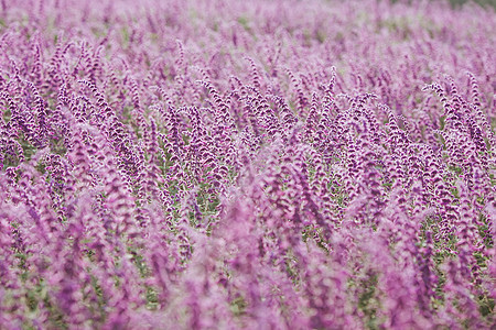 薰衣草花海图片