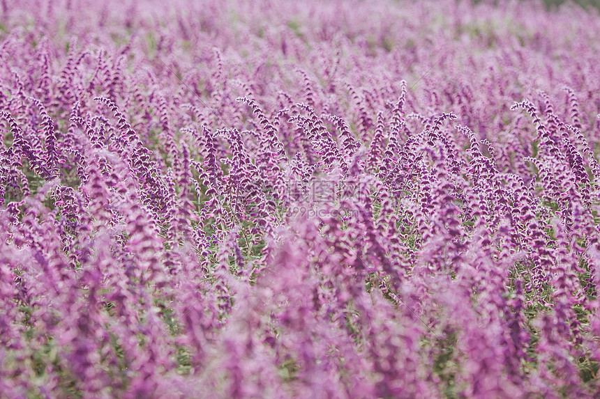 薰衣草花海图片