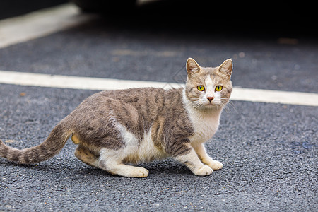 城市中的流浪猫图片