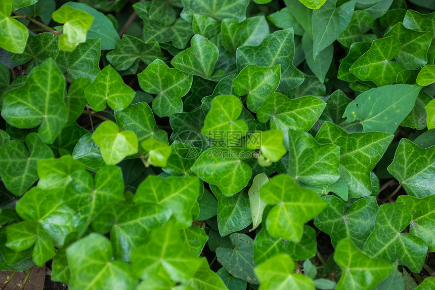 绿色植物的叶子图片