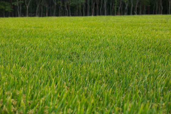 新农村的稻田图片