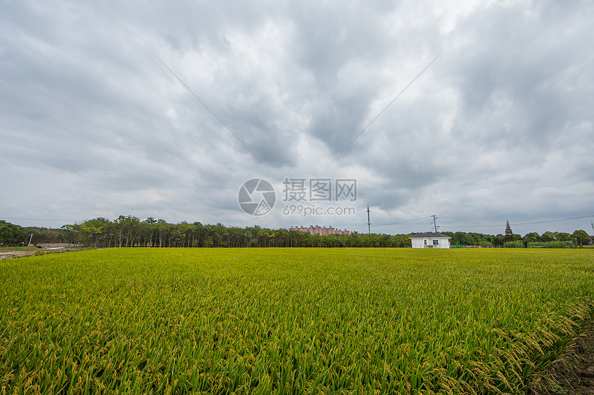 新农村的稻田图片